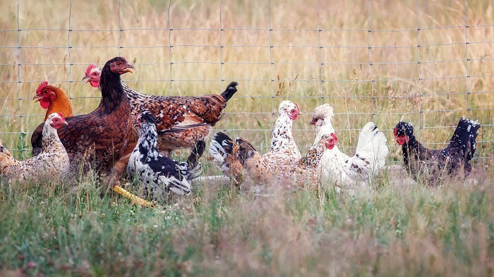 A small flock of hens in a paddock. The birds are kept for eggs.
