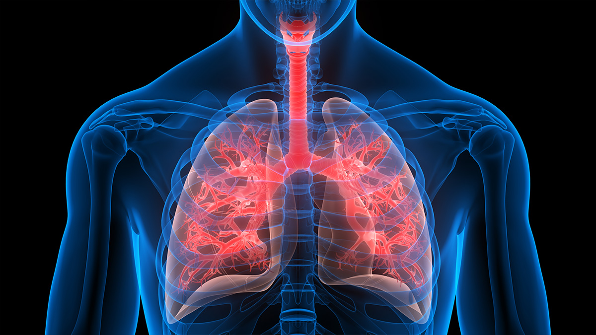 Cystic Fibrosis Human respiratory system lungs anatomy