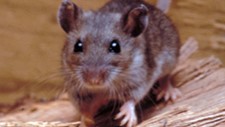 deer mouse cropped A close-up image of the deer mouse, the carrier of the main type of hantavirus in the U.S.