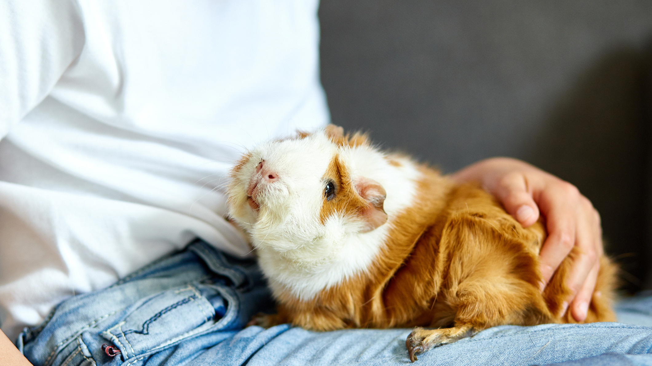Guinea Pig A guinea pig sits in a child's lap