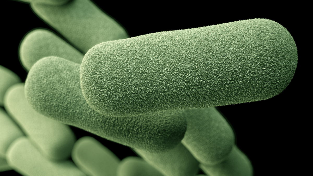 Haemophilus influenzae An image of Haemophilus influenzae that was generated by a computer based on scanning electron microscopic imagery.