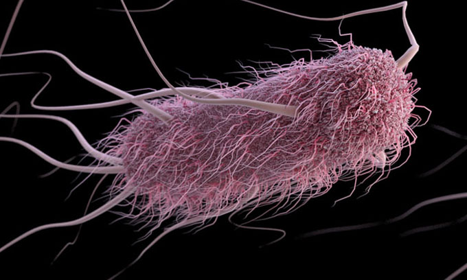 e-coli e. coli