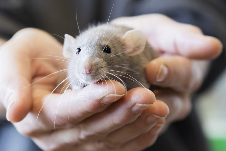 GettyImages1464886497.jpg A mouse in the palm of a hand