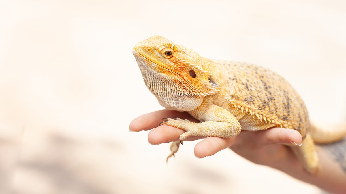 Person holding a yellow-colored lizard on their hand